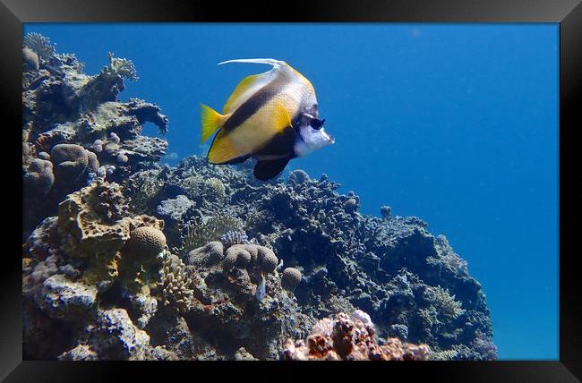 Red Sea Bannerfish Framed Print by mark humpage