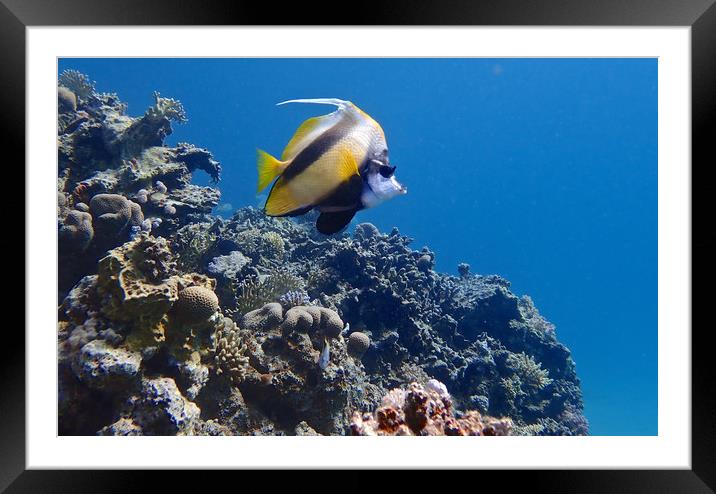 Red Sea Bannerfish Framed Mounted Print by mark humpage