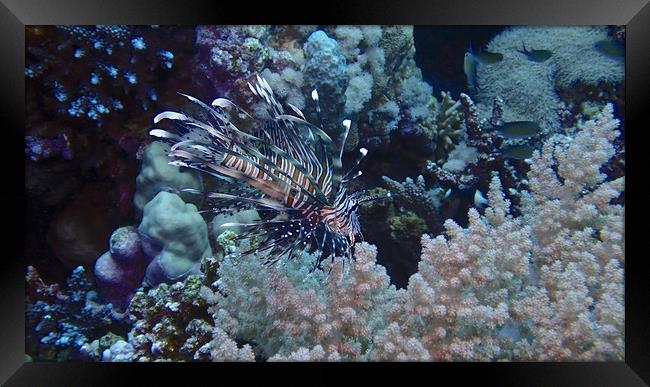 Lion Fish with soft coral Framed Print by mark humpage
