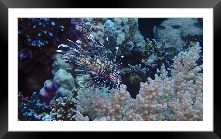 Lion Fish with soft coral Framed Mounted Print by mark humpage