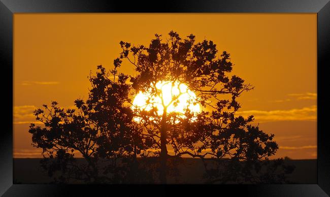 Golden sunset tree Framed Print by mark humpage
