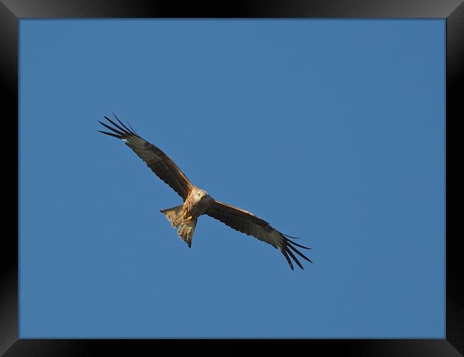Red Kite flying in blue sky Framed Print by mark humpage