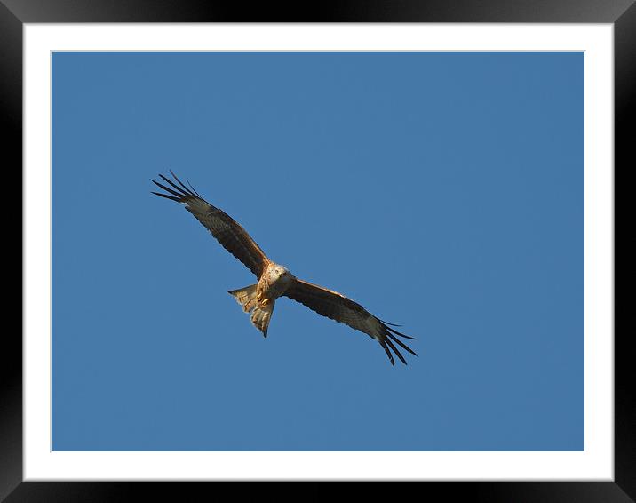 Red Kite flying in blue sky Framed Mounted Print by mark humpage
