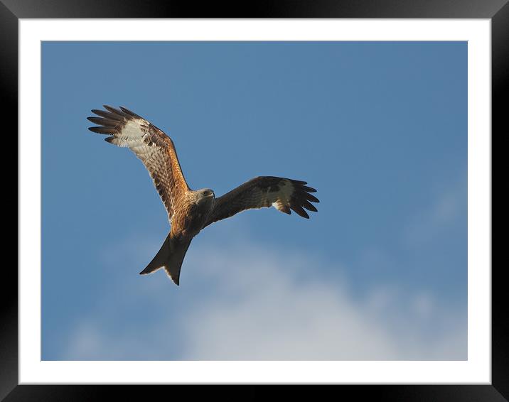Red kite Flying Framed Mounted Print by mark humpage