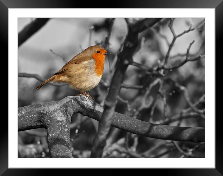 Robin bird in tree black and white Framed Mounted Print by mark humpage