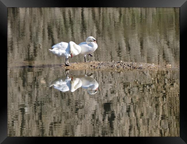 Pair of swans on water with reflections. Framed Print by mark humpage