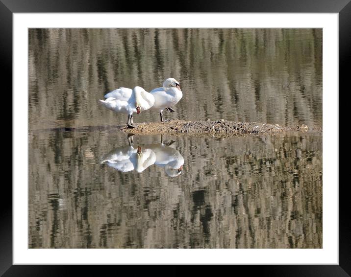 Pair of swans on water with reflections. Framed Mounted Print by mark humpage