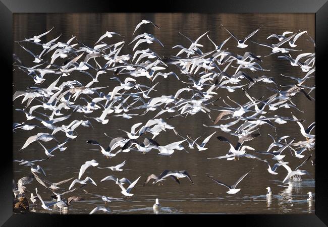 Flock of Gull birds on water Framed Print by mark humpage