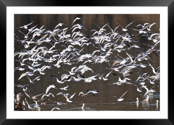 Flock of Gull birds on water Framed Mounted Print by mark humpage