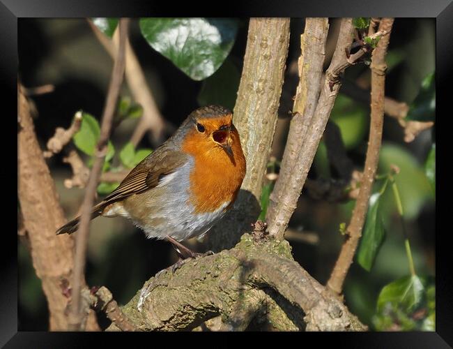 Robin small bird singing in tree Framed Print by mark humpage