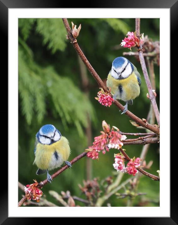 Blue Tits on tree branch Framed Mounted Print by mark humpage