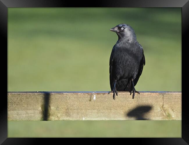Jackdaw on fence in sun  Framed Print by mark humpage