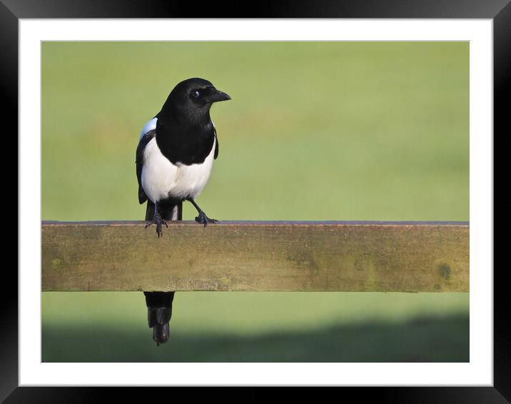 Magpie standing on fence in sun Framed Mounted Print by mark humpage