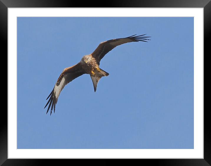 Red Kite bird flying in sky Framed Mounted Print by mark humpage