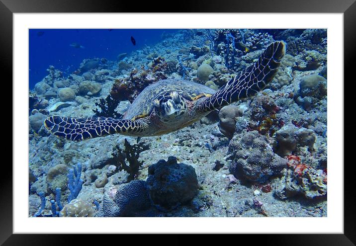 Green Turtle Underwater Framed Mounted Print by mark humpage