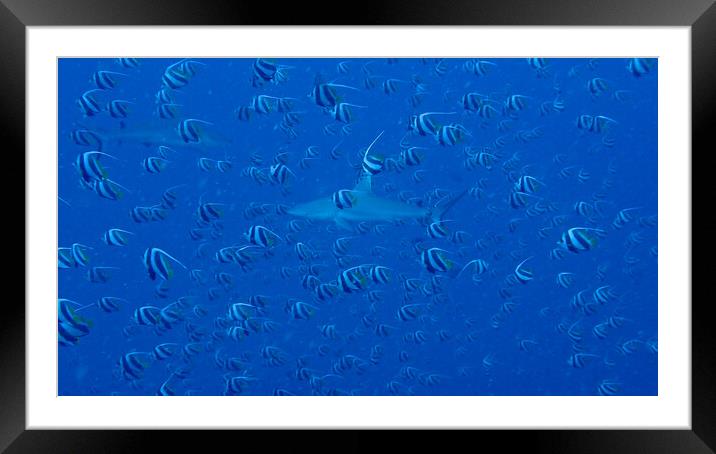 Shark with school bannerfish in deep sea  Framed Mounted Print by mark humpage