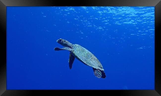 Turtle swimming underwater in Maldives Framed Print by mark humpage