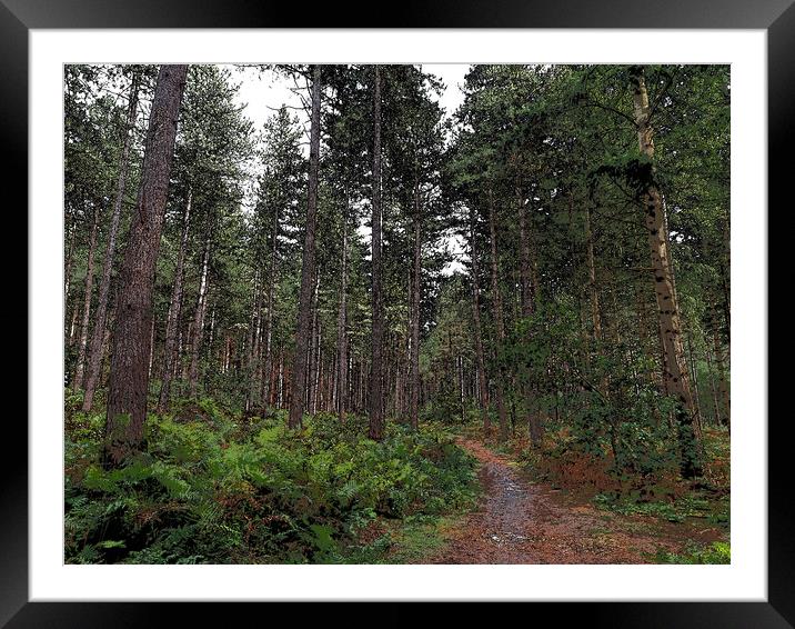 Trees wood footpath Framed Mounted Print by mark humpage