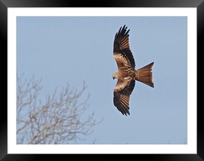 Red Kite flying above tree Framed Mounted Print by mark humpage