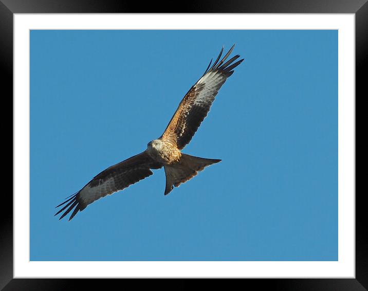 Red Kite flying in blue sky Framed Mounted Print by mark humpage