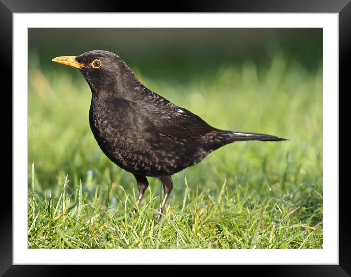 Blackbird standing on grass Framed Mounted Print by mark humpage