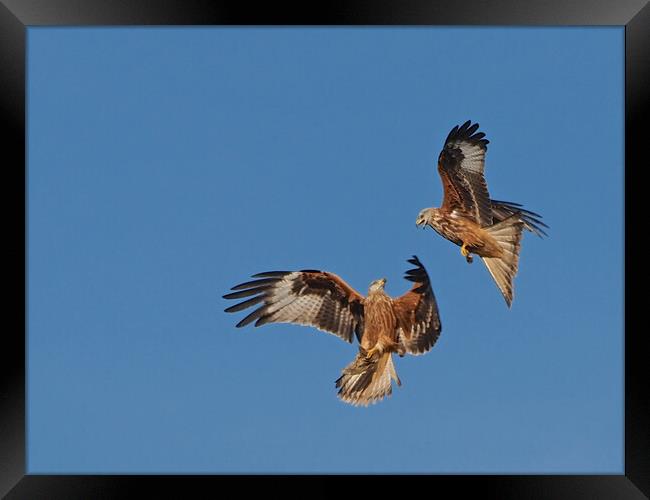 Two Red Kites flying Framed Print by mark humpage