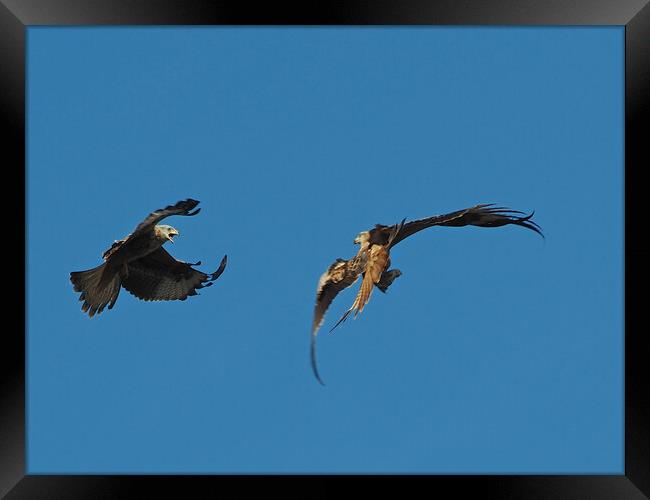 Two Red Kites flying Framed Print by mark humpage