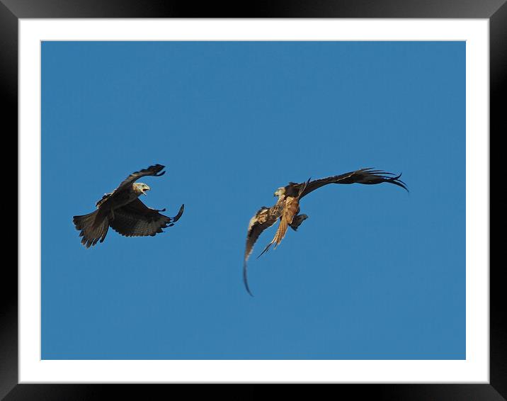 Two Red Kites flying Framed Mounted Print by mark humpage