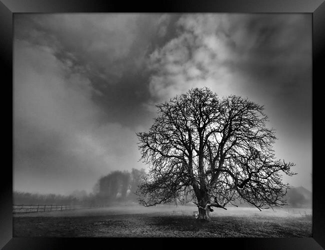 Lone tree in mist, Leicestershire  Framed Print by mark humpage