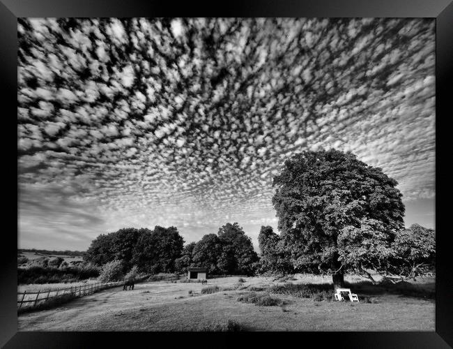 Lonely tree in field with mackerel sky clouds Framed Print by mark humpage