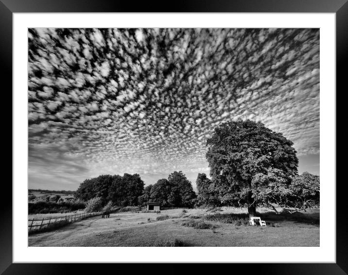 Lonely tree in field with mackerel sky clouds Framed Mounted Print by mark humpage