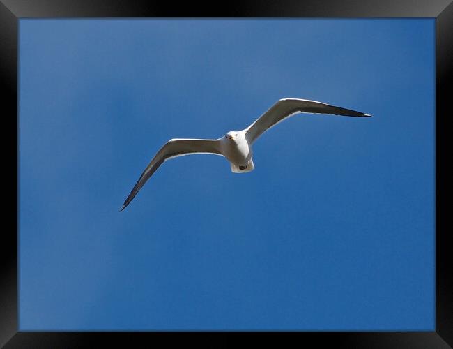 Gull flying in blue sky Framed Print by mark humpage