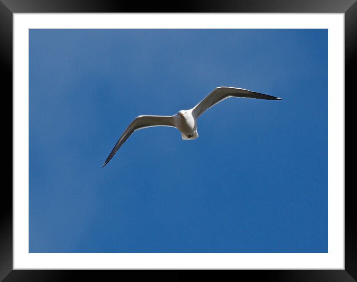 Gull flying in blue sky Framed Mounted Print by mark humpage