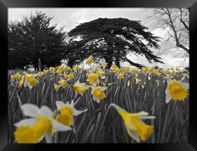 Daffodils in spring Framed Print by mark humpage
