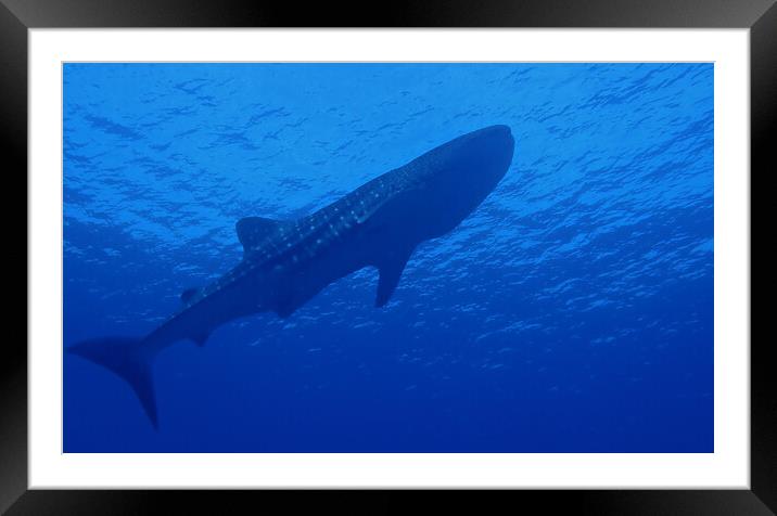 Whale shark underwater Framed Mounted Print by mark humpage
