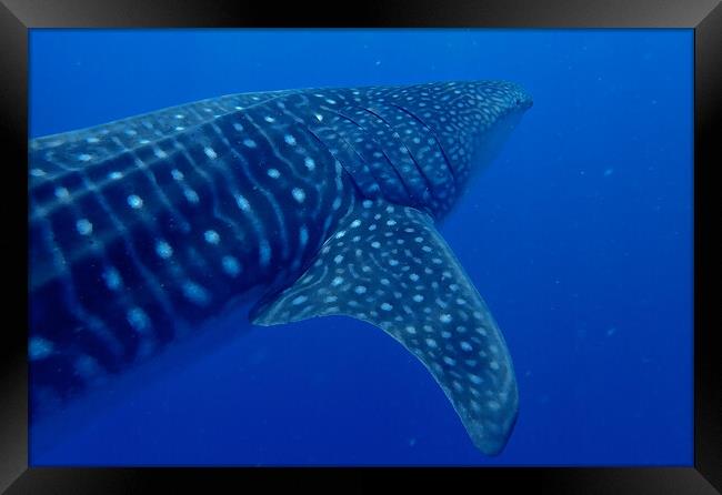 Whale shark close  Framed Print by mark humpage