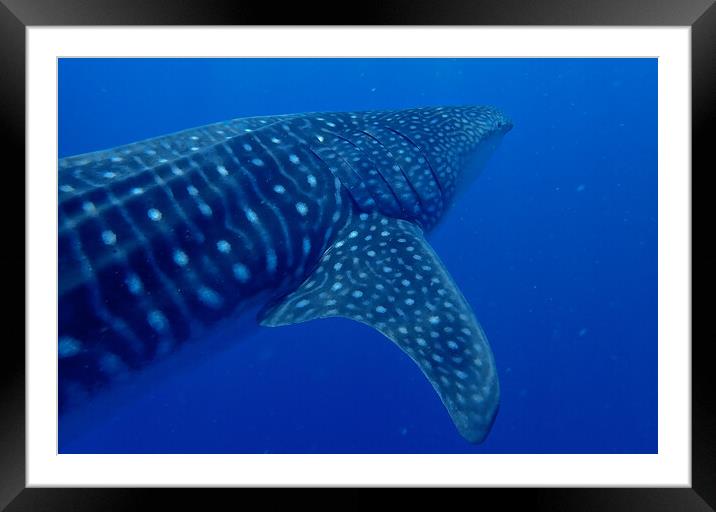 Whale shark close  Framed Mounted Print by mark humpage