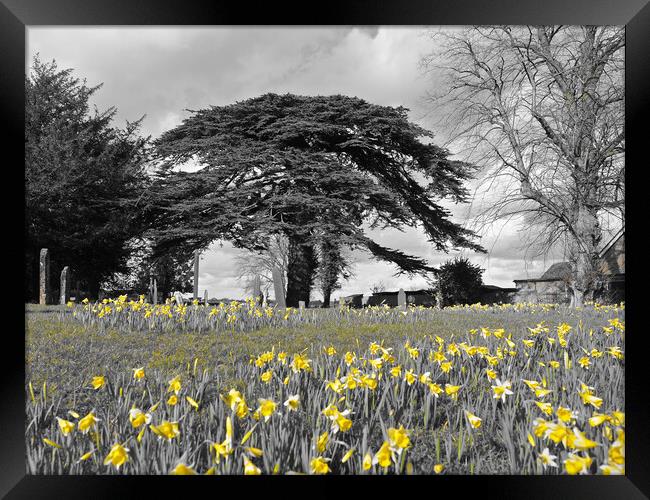Daffodils under tree Framed Print by mark humpage