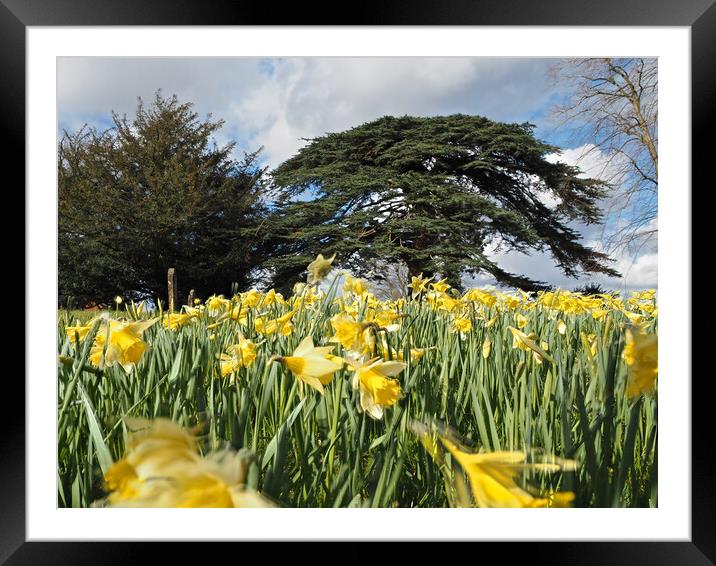 Daffodils and trees in Spring Framed Mounted Print by mark humpage
