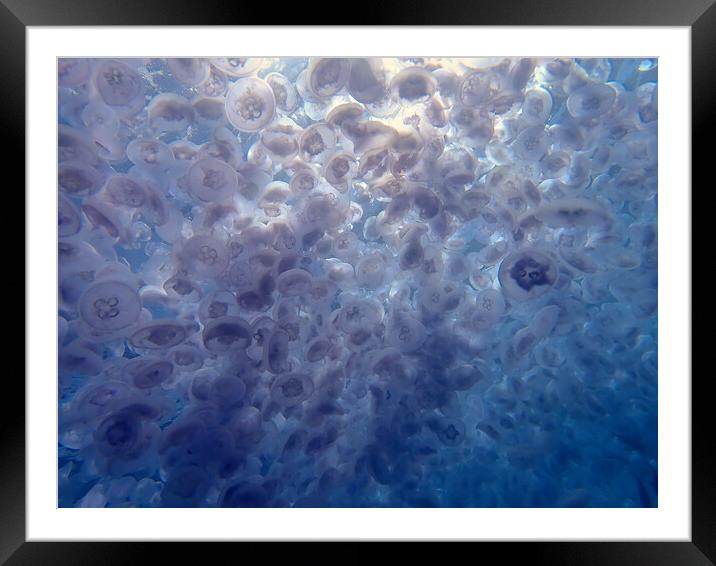 Jellyfish swimming in sea in Red Sea, Egypt Framed Mounted Print by mark humpage