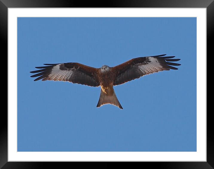 Red Kite flying Framed Mounted Print by mark humpage