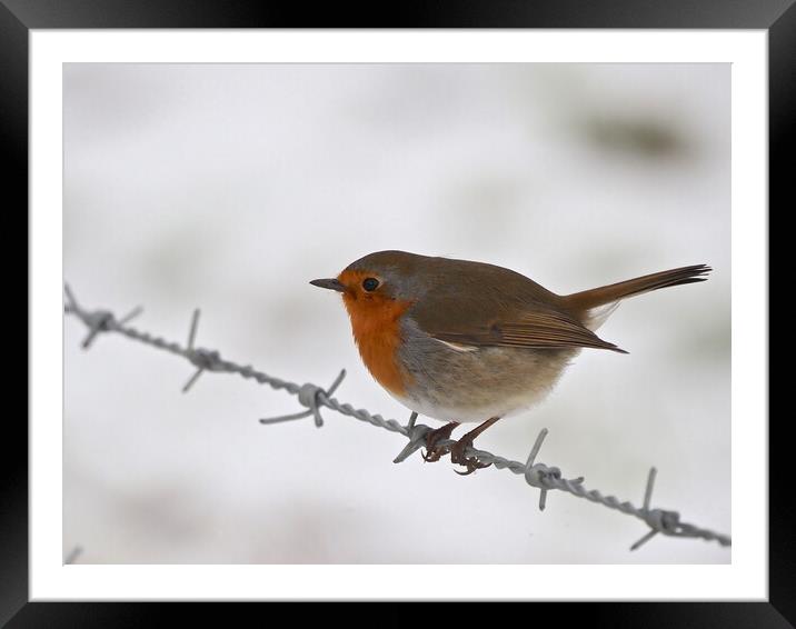 Robin sitting on wire fence in winter snow Framed Mounted Print by mark humpage