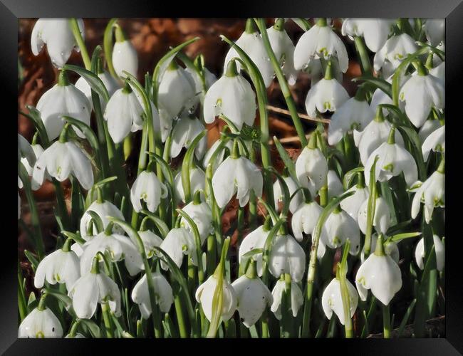 Snowdrop flowers Framed Print by mark humpage