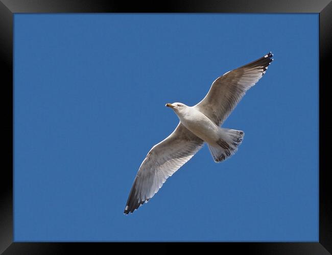 Seagull flying in blue sky Framed Print by mark humpage