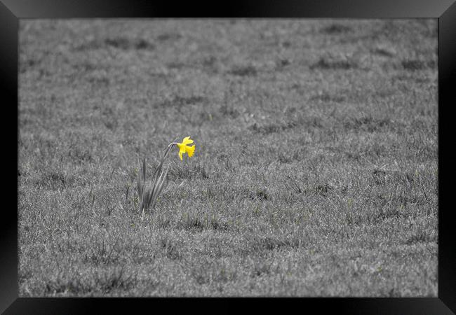 Single daffodil alone in grass field Framed Print by mark humpage