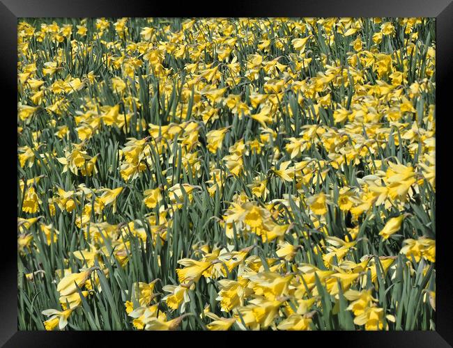 Daffodils Spring Flowers Framed Print by mark humpage