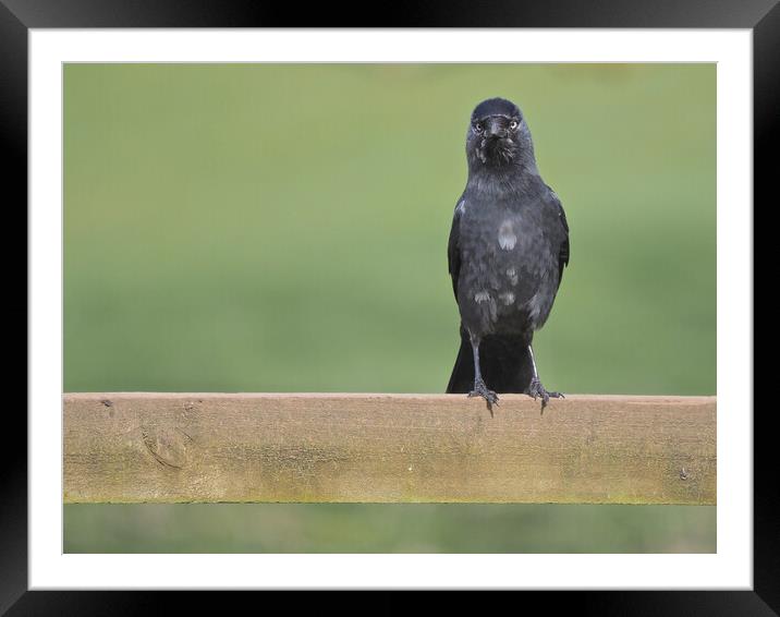 Jackdaw standing on fence Framed Mounted Print by mark humpage