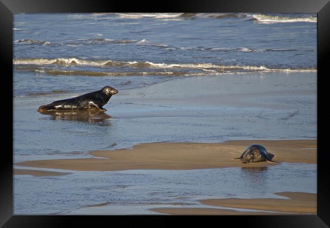 Seals on Horsey Beach, North Norfolk. Framed Print by mark humpage