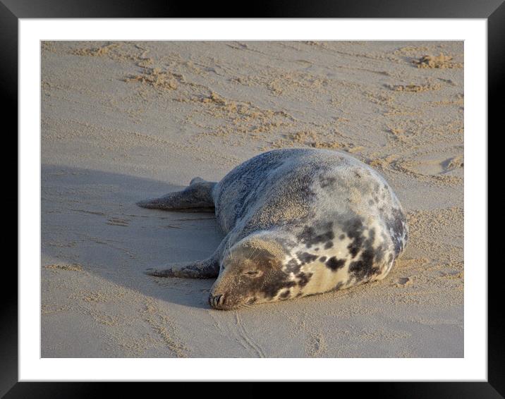 Seal on Horsey Beach, North Norfolk. Framed Mounted Print by mark humpage