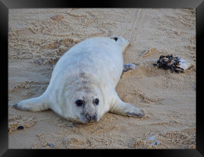 Seal pup on Horsey Beach, North Norfolk. Framed Print by mark humpage
